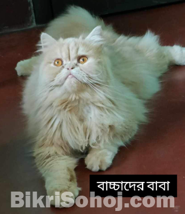 পিওর পারশিয়ান বেবি